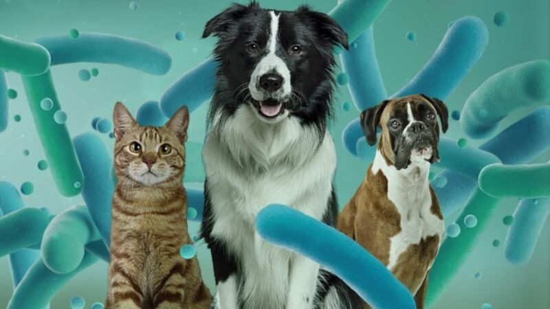 Novos Suplementos Simbióticos Prometem Melhorar a Saúde Intestinal de Cães e Gatos