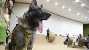 Veterinária Victória Valle Enfrenta Recuperação Após Ataque de Cão no Senado