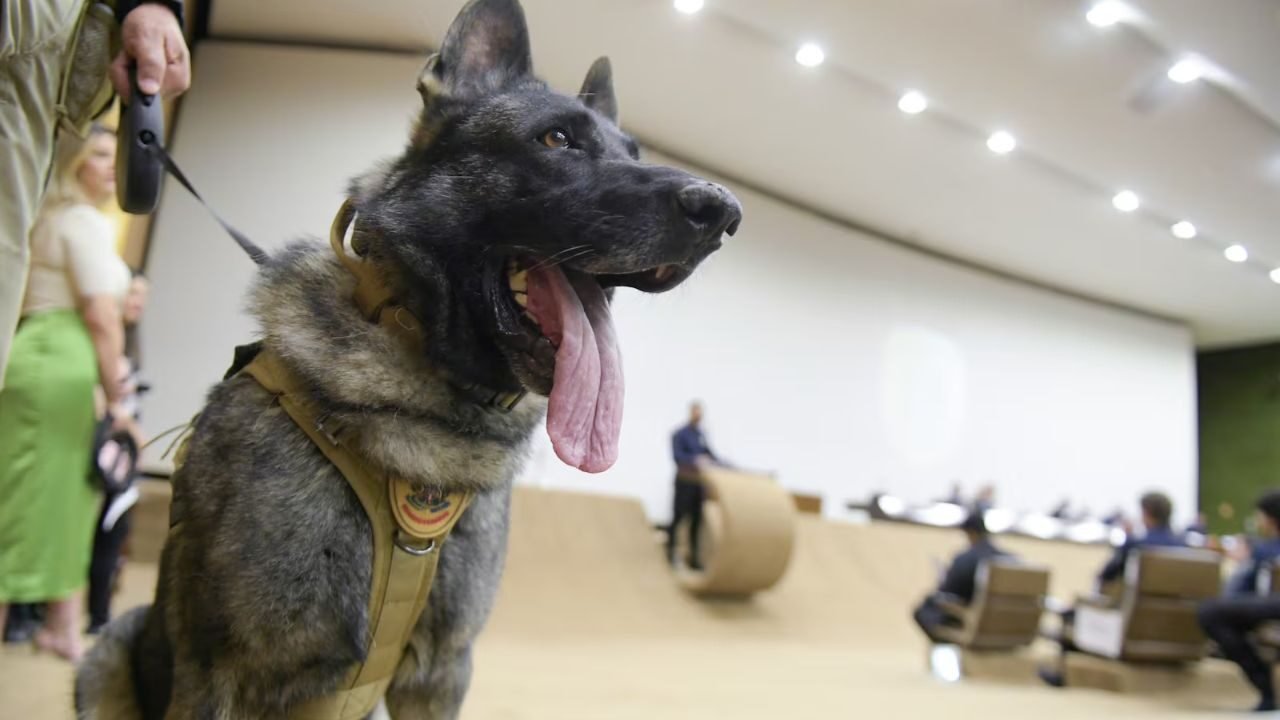 Veterinária Victória Valle Enfrenta Recuperação Após Ataque de Cão no Senado
