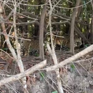 Avistamento de Onça-Pintada no Rio Guaporé: Registro Inédito entre Rondônia e Mato Grosso