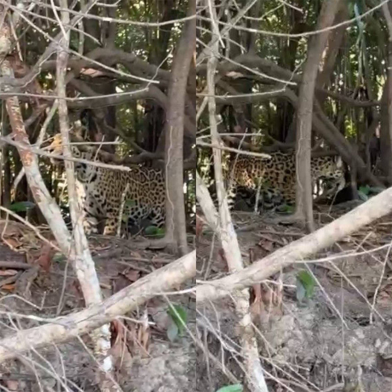 Avistamento de Onça-Pintada no Rio Guaporé: Registro Inédito entre Rondônia e Mato Grosso
