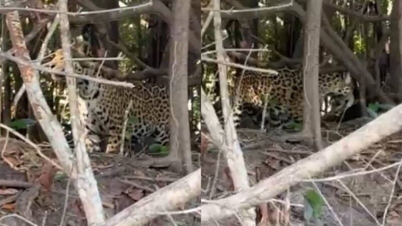 Registro Inusitado: Onça-Pintada Observada no Rio Guaporé entre Rondônia e Mato Grosso