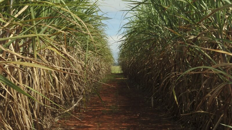 Conselho Monetário Nacional Aumenta Limite de Remuneração do Eco Invest Brasil