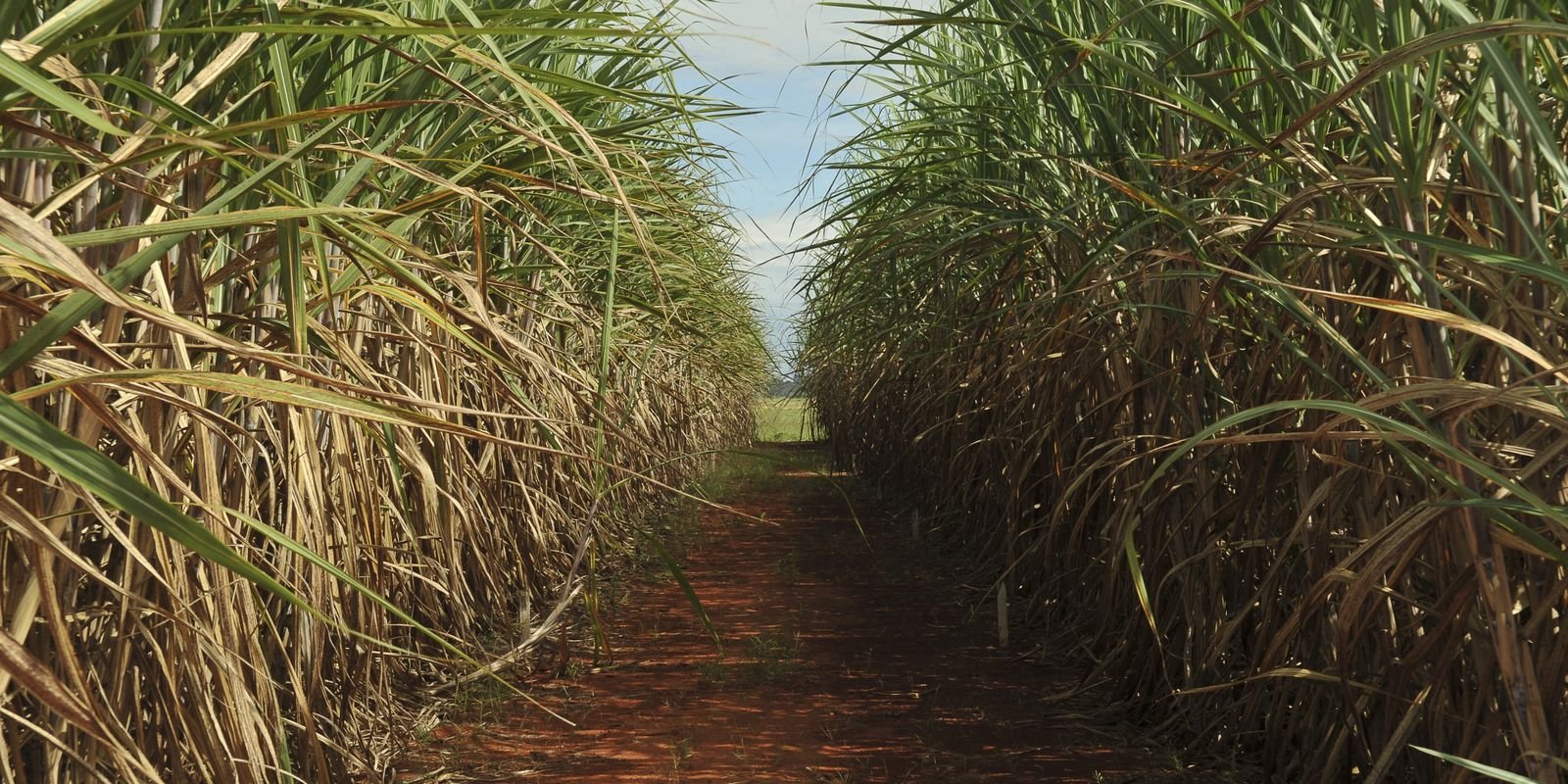 Conselho Monetário Nacional Aumenta Limite de Remuneração do Eco Invest Brasil