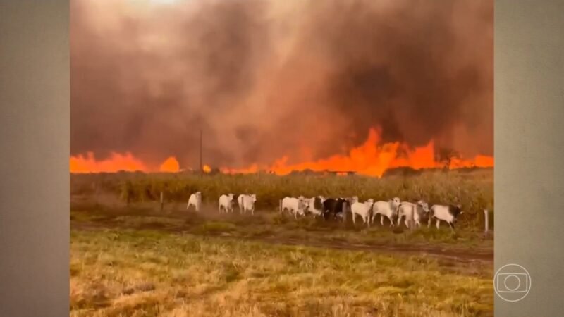 Incêndios Rurais: Gado Escapa das Chamas em Três Estados Brasileiros