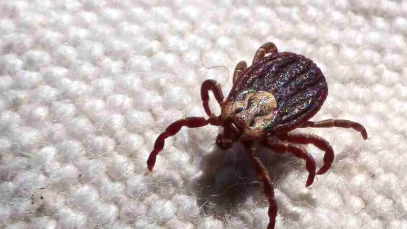 Aumento de Casos de Febre Maculosa em São Paulo: 18 Mortes Confirmadas