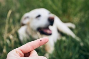 Febre Maculosa: O Papel dos Cães na Transmissão da Doença
