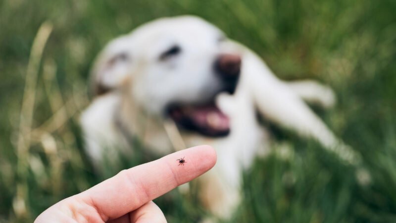 Febre Maculosa: O Papel dos Cães na Transmissão da Doença