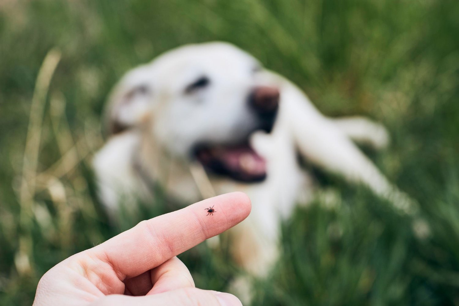 Febre Maculosa: O Papel dos Cães na Transmissão da Doença
