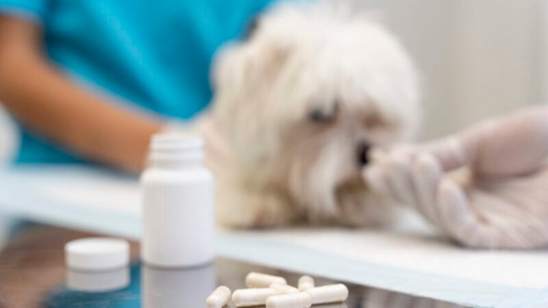 Antibioticoterapia em Cães e Gatos: A Importância do Uso Racional e o Combate à Resistência Bacteriana