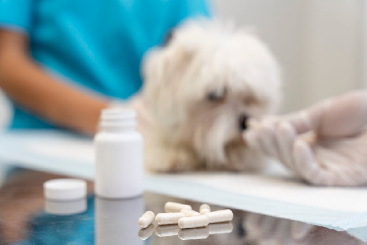 Antibioticoterapia em Cães e Gatos: A Importância do Uso Racional e o Combate à Resistência Bacteriana