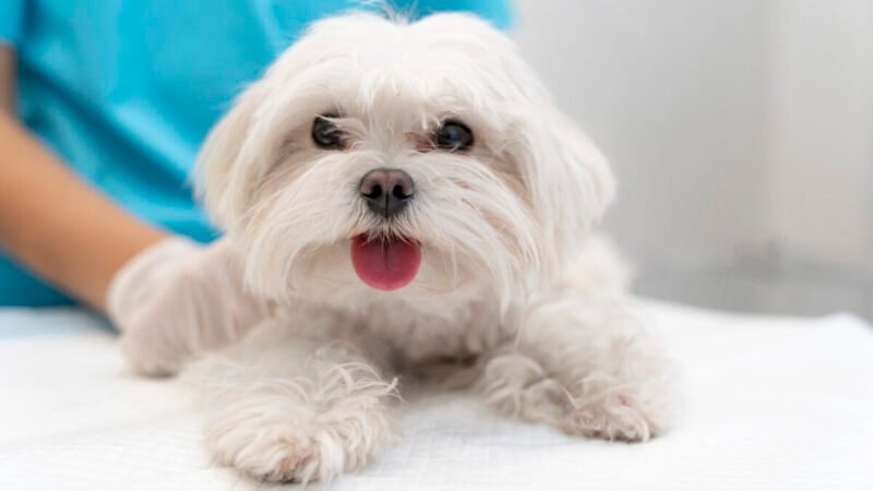 Lançamento do Convless®: O Primeiro Fenobarbital Veterinário para Cães no Brasil