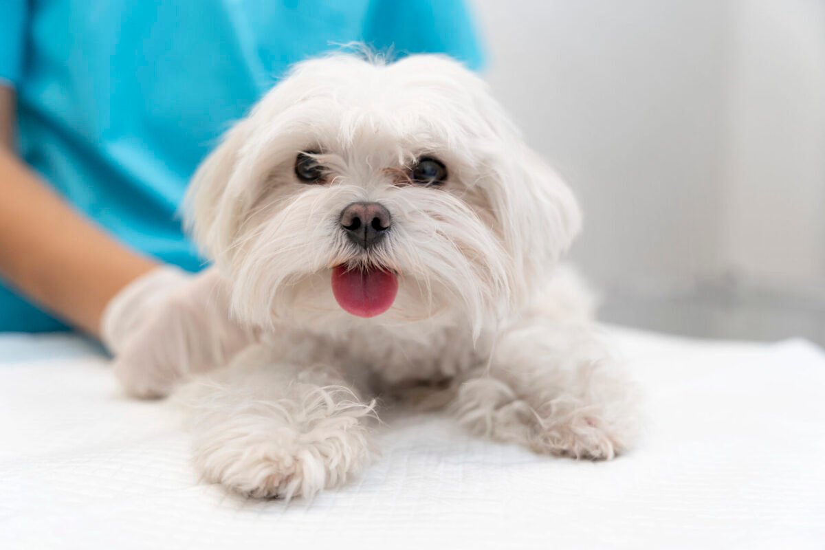 Lançamento do Convless®: O Primeiro Fenobarbital Veterinário para Cães no Brasil