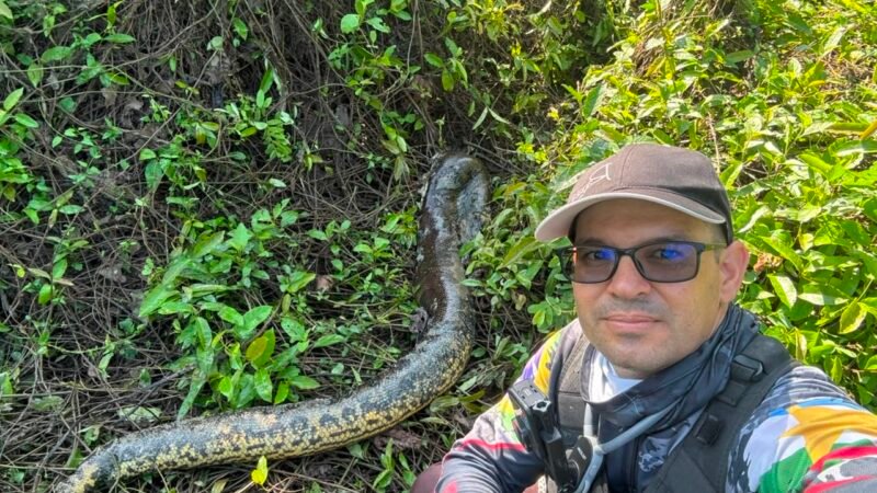 Pescador Descobre Sucuri Morta em Roraima e Registra Rastejamento de Onça