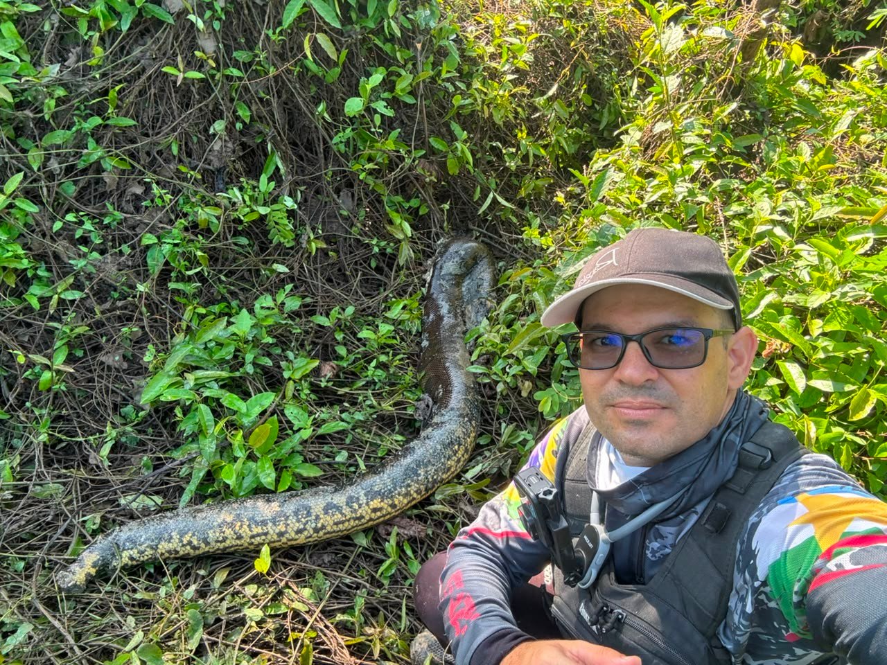Pescador Descobre Sucuri Morta em Roraima e Registra Rastejamento de Onça