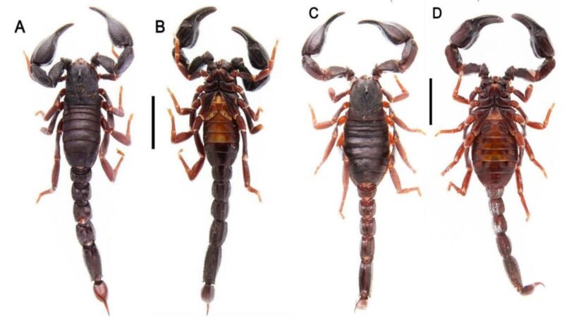 Duas Novas Espécies de Escorpiões Descobertas em Roraima Revelam Biodiversidade Amazônica