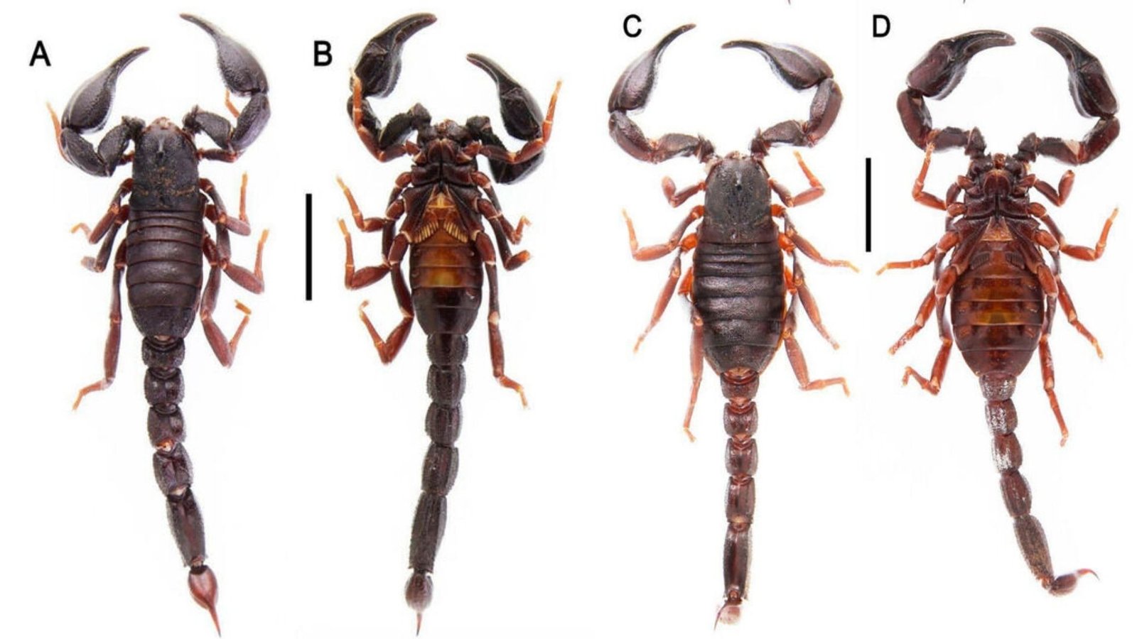 Duas Novas Espécies de Escorpiões Descobertas em Roraima Revelam Biodiversidade Amazônica
