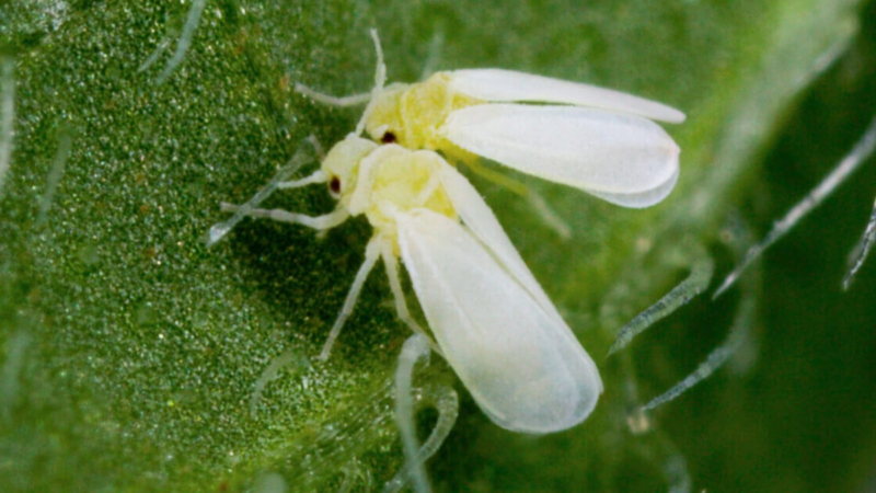 Mosca-branca: Impactos da Praga nas Plantações de Roraima