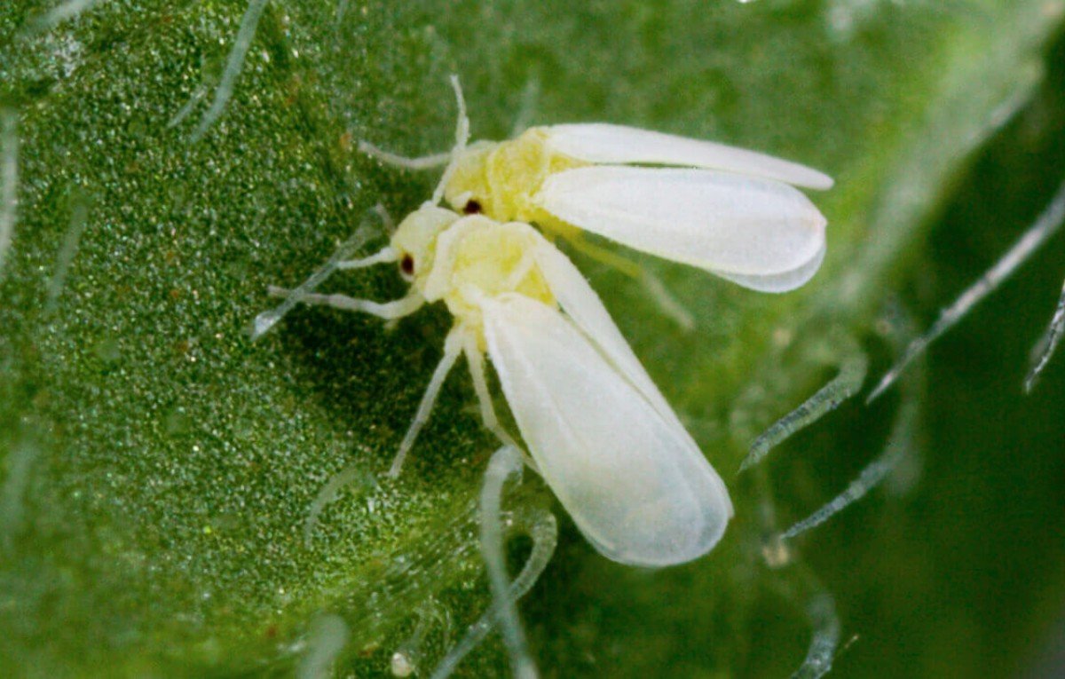 Mosca-branca: Impactos da Praga nas Plantações de Roraima