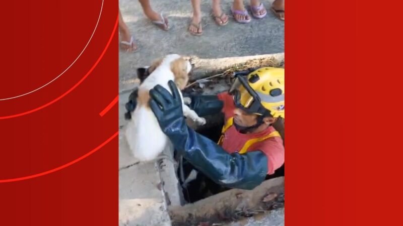 Resgate Heroico: Filhote de Cachorro Salvo de Bueiro em Manaus