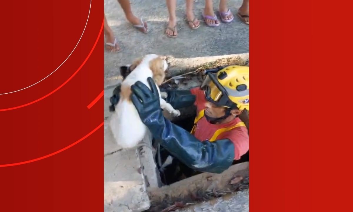 Resgate Heroico: Filhote de Cachorro Salvo de Bueiro em Manaus