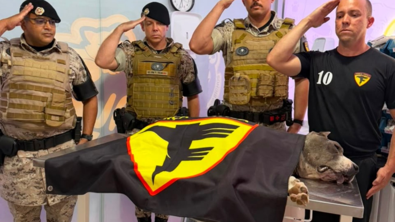 Homenagem Emocionante ao Cão K9 Raio da PM Após Sua Morte em Tocantins