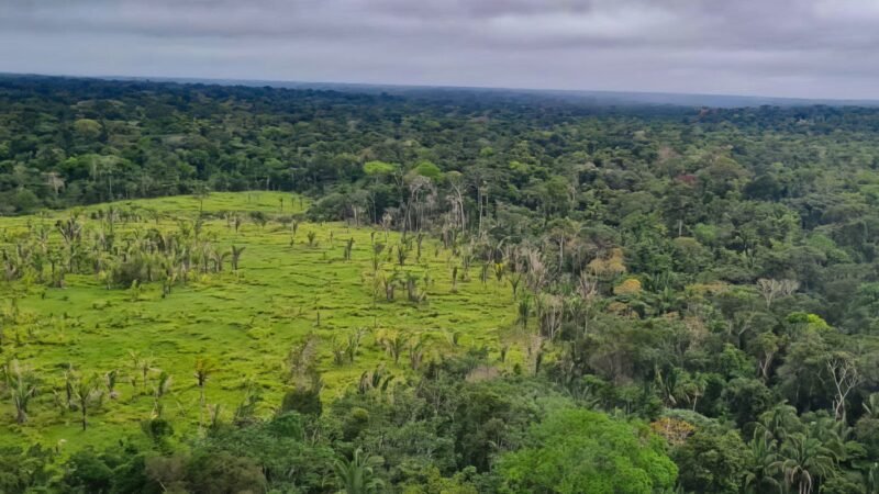 Desmatamento Zero em 60% das Terras Indígenas da Amazônia, Revela Imazon