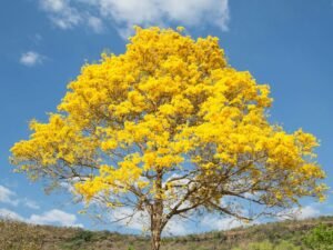 Cerrado do Tocantins: A Beleza da Floração em Tempos de Seca