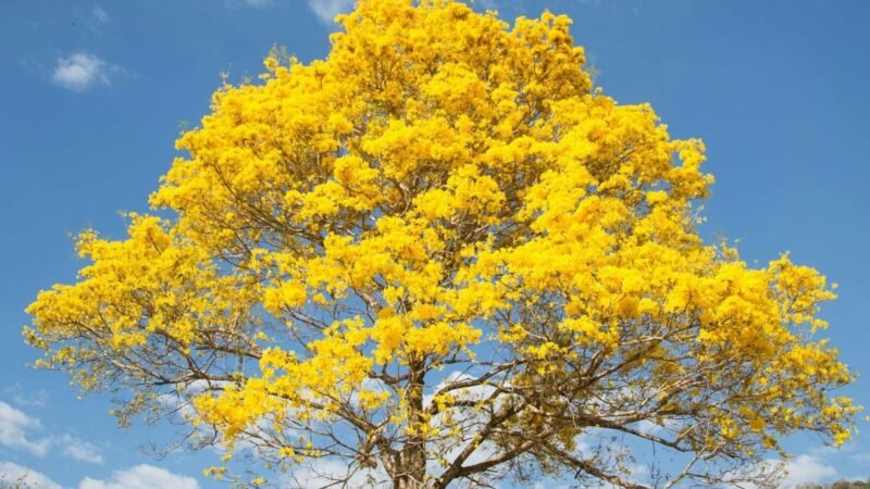 Cerrado do Tocantins: A Beleza da Floração em Tempos de Seca