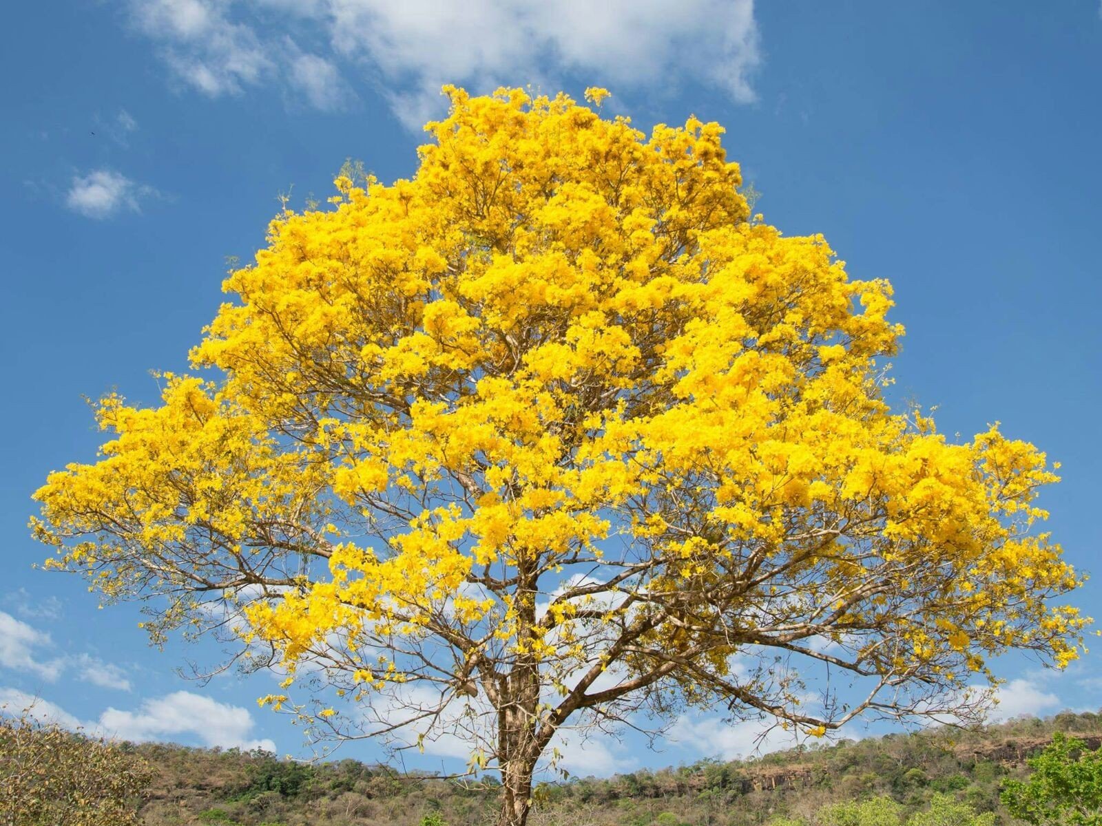 Cerrado do Tocantins: A Beleza da Floração em Tempos de Seca