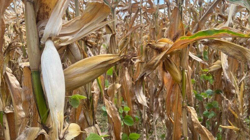Efeitos da Seca em Roraima: Perdas na Produção de Milho e Queda na Produtividade da Soja