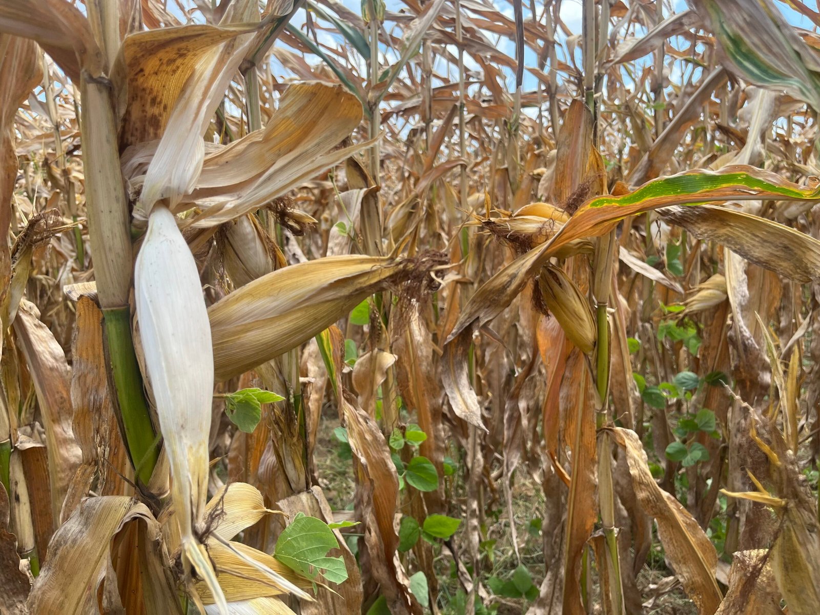 Efeitos da Seca em Roraima: Perdas na Produção de Milho e Queda na Produtividade da Soja