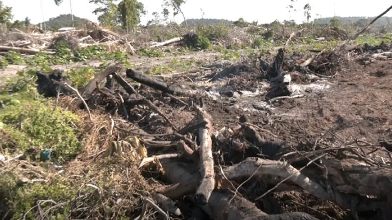 Moradores do Bairro Maicá Exigem Ação Contra Queimadas e Desmatamento em Santarém