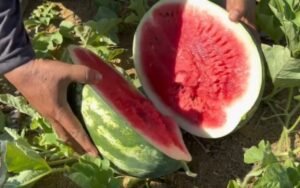 Safra de Melancia em Parintins Promete 700 Toneladas e Gera Renda para Agricultores