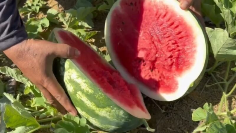 Safra de Melancia em Parintins Promete 700 Toneladas e Gera Renda para Agricultores