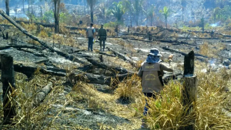 Acre Registra Alto Índice de Desmatamento em Julho de 2026, Revela Imazon