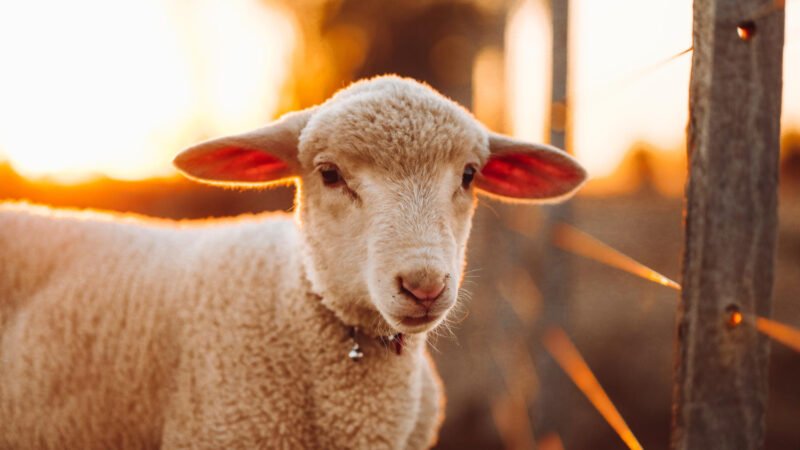 Parlamento Catalão Solicita Proibição da Exploração de Animais para Comércio de Peles