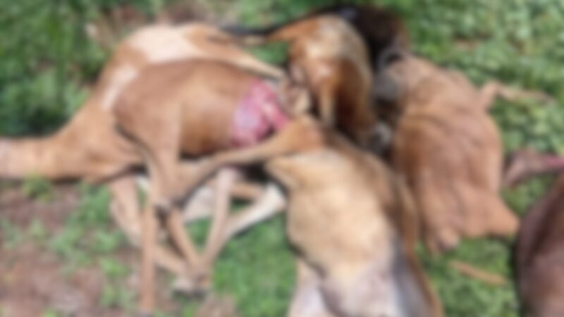 Ataques de Onça Resultam em Morte de Animais no Ifam de São Gabriel da Cachoeira