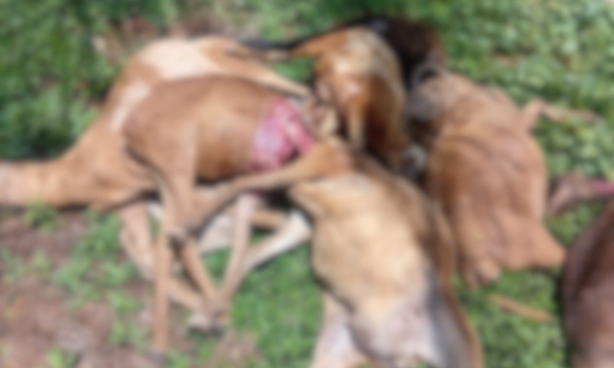 Ataques de Onça Resultam em Morte de Animais no Ifam de São Gabriel da Cachoeira