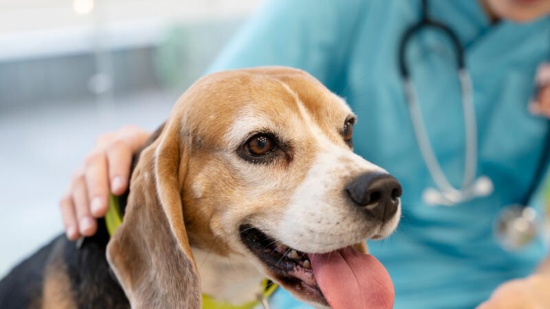 A Importância da Proteção Natural da Pele em Cães e Gatos