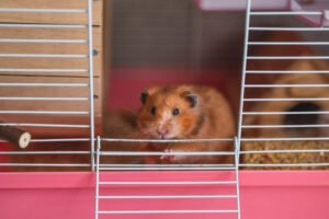 Desvendando o Instinto de Ocultação da Dor em Animais de Estimação Não Convencionais