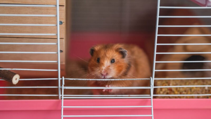 Desvendando o Instinto de Ocultação da Dor em Animais de Estimação Não Convencionais