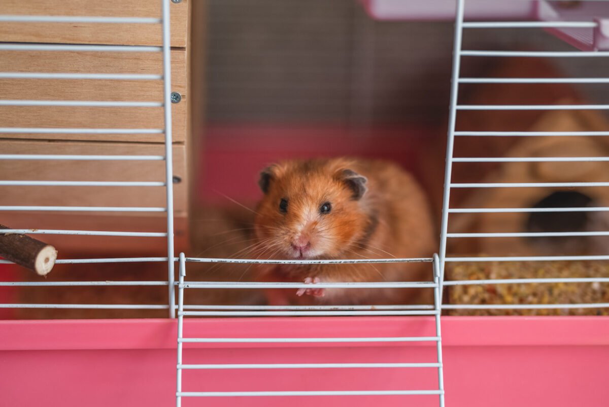Desvendando o Instinto de Ocultação da Dor em Animais de Estimação Não Convencionais