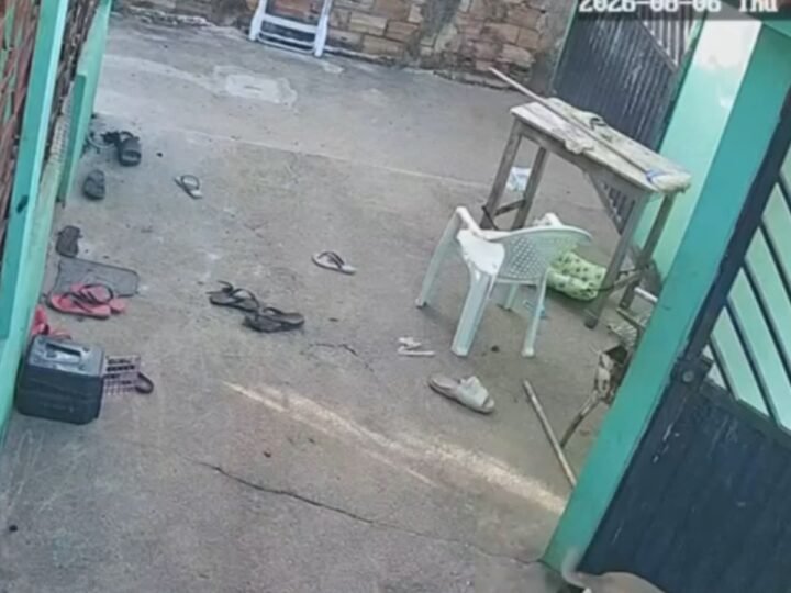 Ataque de Abelhas Resulta na Morte de Quatro Cães em Santarém