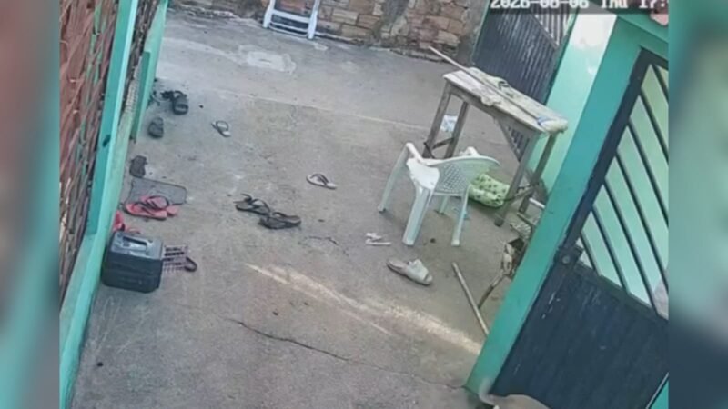 Ataque de Abelhas Resulta na Morte de Quatro Cães em Santarém
