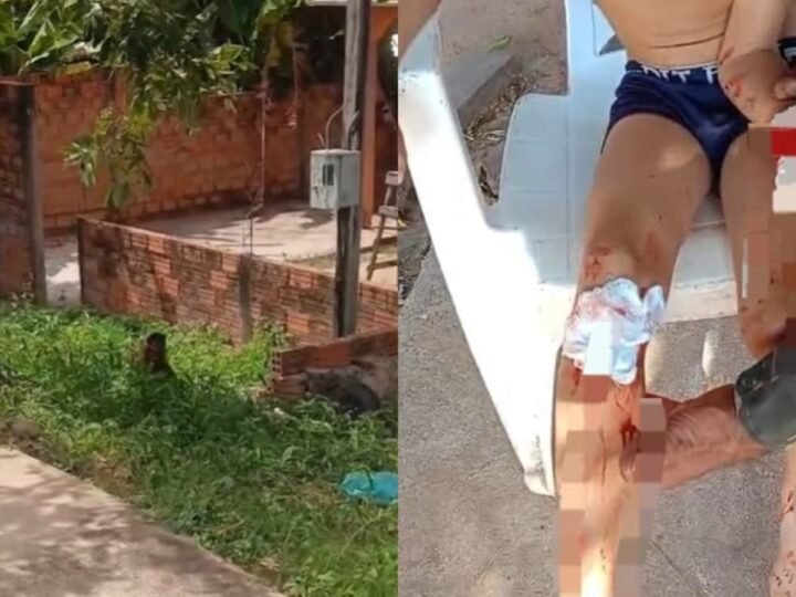 Macaco invade residência e causa ferimentos em criança em Monte Alegre, Pará