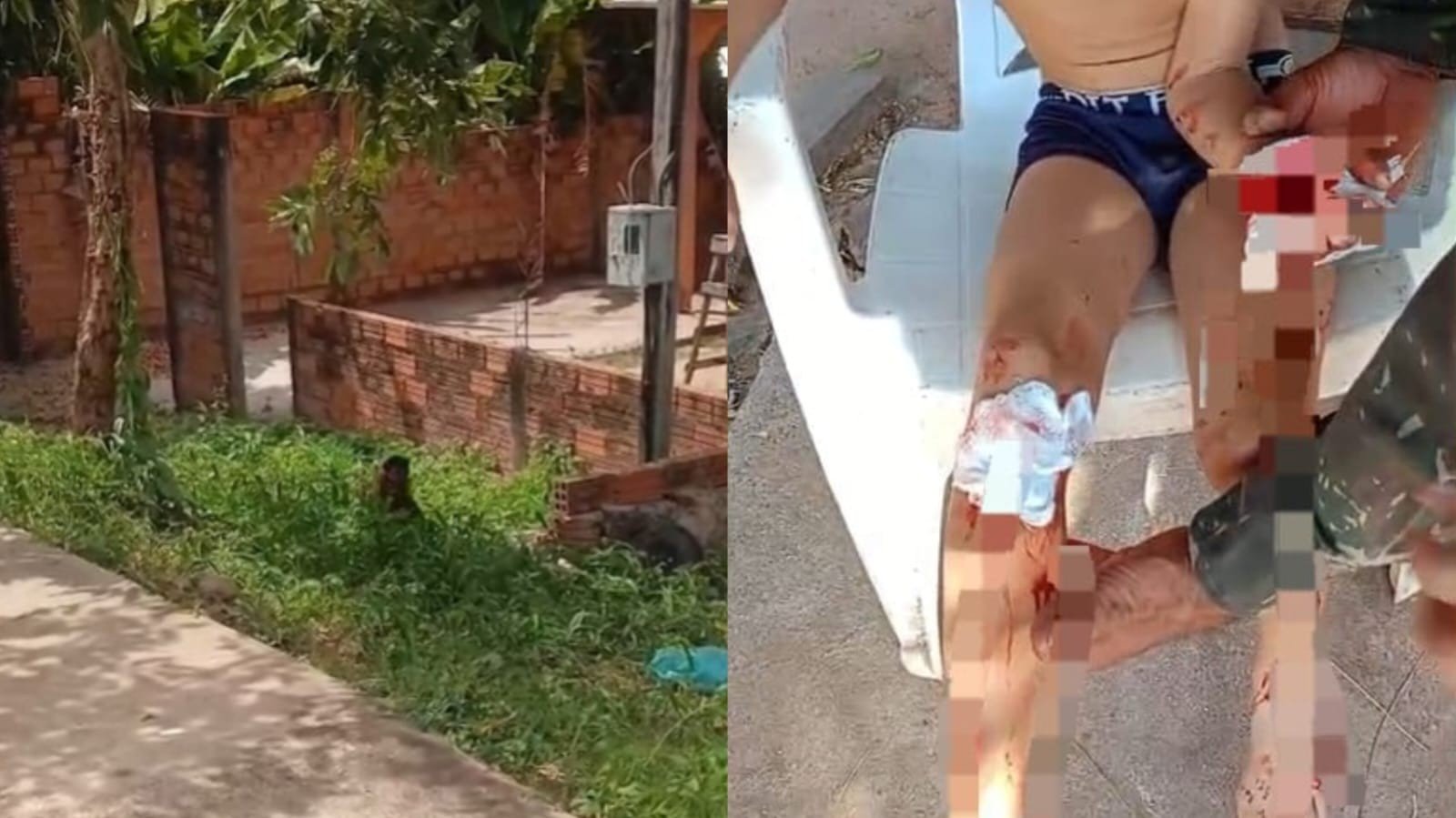 Macaco invade residência e causa ferimentos em criança em Monte Alegre, Pará
