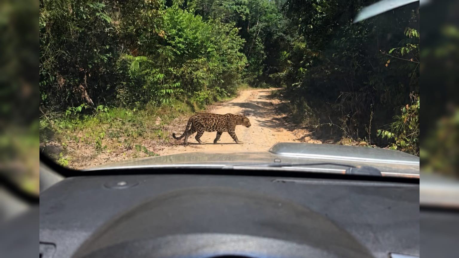 Avistamento de Onça-Pintada Surpreende Moradores de Juruti, Pará