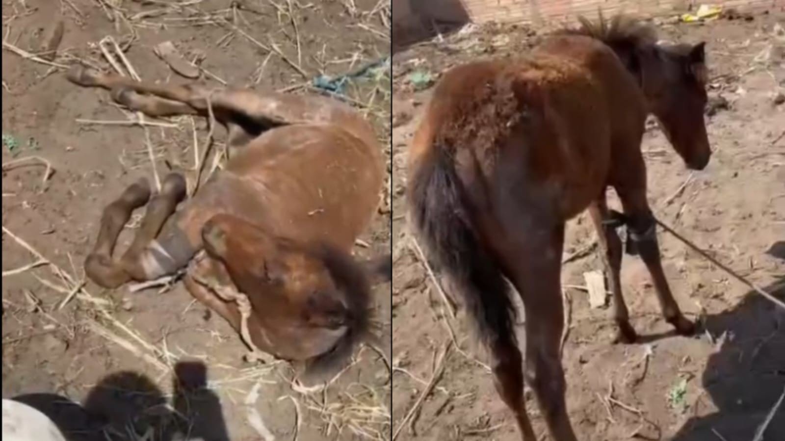 Cavalos em Situação de Maus-Tratos em Santarém: Comunidade Se Mobiliza