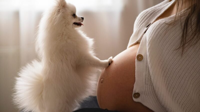A Percepção de Cães e Gatos Durante a Gravidez: O Que Realmente Sentem?